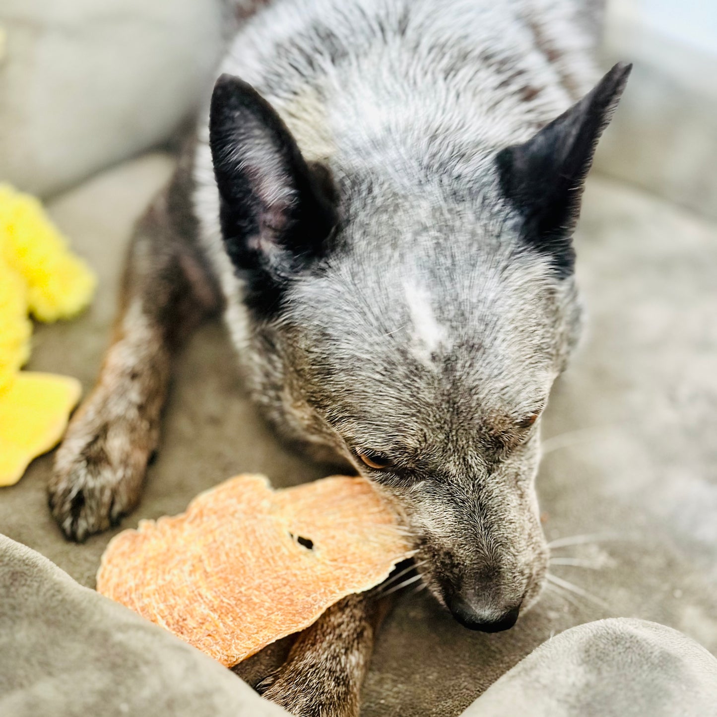 Dehydrated Chicken Breast | USDA Chicken | Single Ingredient Dog Treat Snack
